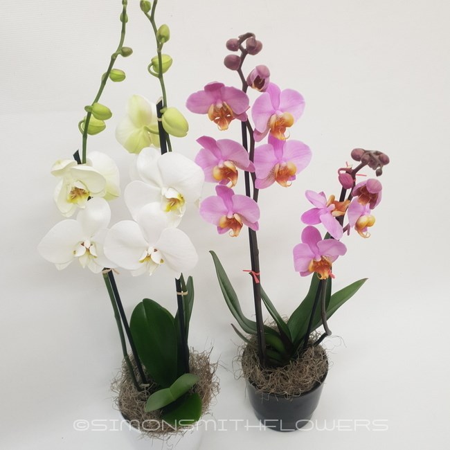 ORCHID PLANT